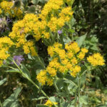 Stiff Goldenrod (Oligoneuron rigidum)