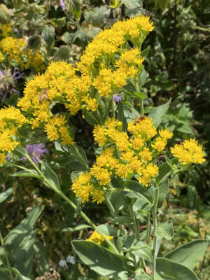 Stiff Goldenrod (Oligoneuron rigidum)