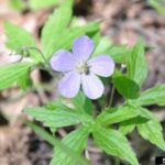 Wild Geranium (Geranium maculatum)
