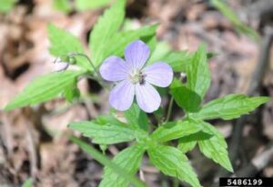 Wild Geranium (Geranium maculatum)