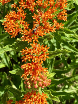 Pollinator Kit (Sun) - Image 2