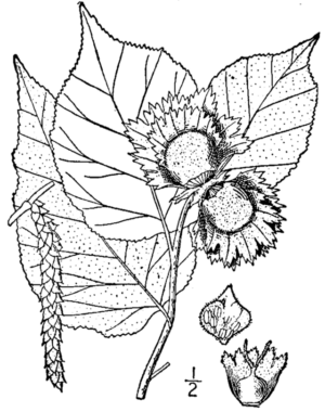American Hazelnut (Corylus americana) - Image 7