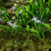 Dwarf Crested Iris (Iris cristata) - Image 3