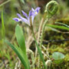 Dwarf Crested Iris (Iris cristata) - Image 2