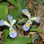 Dwarf Crested Iris (Iris cristata)