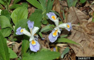 Dwarf Crested Iris (Iris cristata)