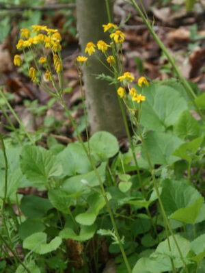Pollinator Kit (Shade) - Image 5