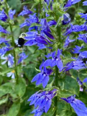 Pollinator Kit (Shade) - Image 4