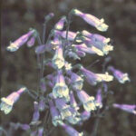 Pollinator Kit (Sun)