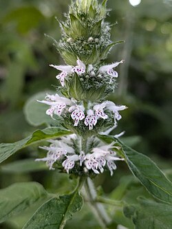 Pollinator Kit (Sun) - Image 2