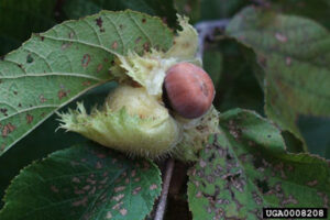 American Hazelnut (Corylus americana) - Image 5