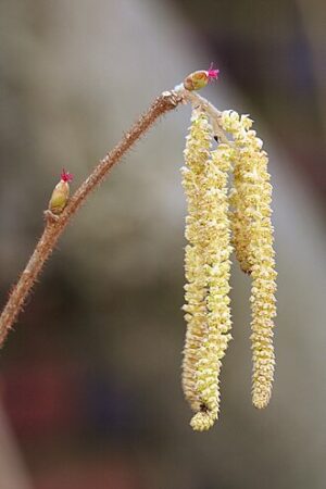 American Hazelnut (Corylus americana) - Image 6