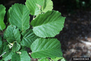 American Hazelnut (Corylus americana) - Image 4