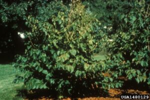 American Hazelnut (Corylus americana) - Image 3