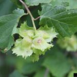 American Hazelnut (Corylus americana)