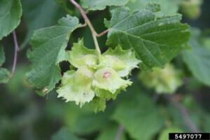 American Hazelnut (Corylus americana)