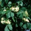 Hoptree (Ptelea trifoliata)