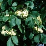 Hoptree (Ptelea trifoliata)
