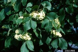 Hoptree (Ptelea trifoliata)