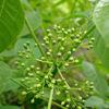 Hoptree (Ptelea trifoliata) - Image 4