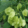 Hoptree (Ptelea trifoliata) - Image 3