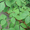 Hoptree (Ptelea trifoliata) - Image 2