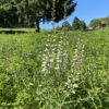 White Wild Indigo (Baptisia alba) - Image 3