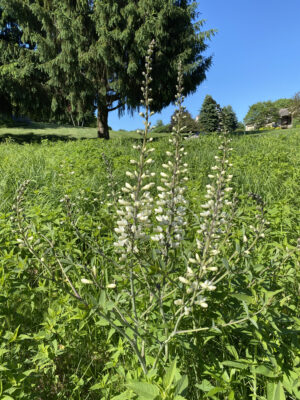 White Wild Indigo (Baptisia alba) - Image 3