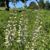 White Wild Indigo (Baptisia alba)