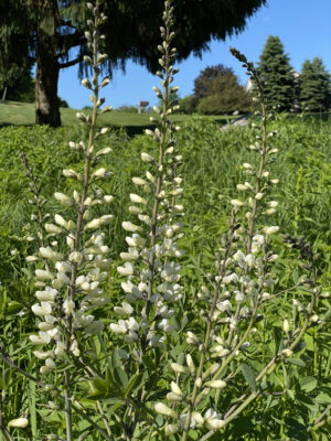White Wild Indigo (Baptisia alba)