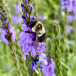 Pollinator Kit (Sun)