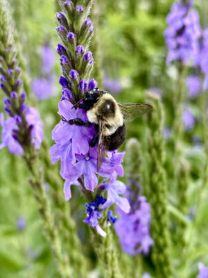 Pollinator Kit (Sun)