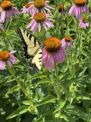 Pollinator Kit (Sun) - Image 3