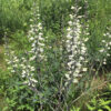 White Wild Indigo (Baptisia alba) - Image 2