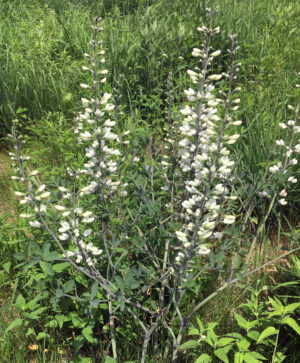 White Wild Indigo (Baptisia alba) - Image 2