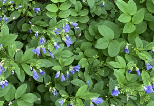 Jacob's Ladder (Polemonium reptans) - Image 4