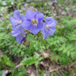 Jacob's Ladder (Polemonium reptans)