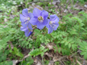 Jacob's Ladder (Polemonium reptans)