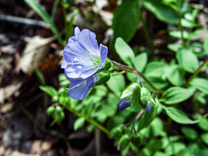 Jacob's Ladder (Polemonium reptans) - Image 2