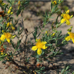 Kalm's St. John's Wort (Hypericum kalmianum) - Image 3