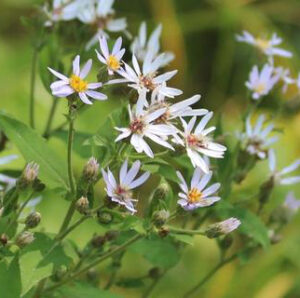 Large Leaf Aster (Eurybia macrophylla) - Image 4