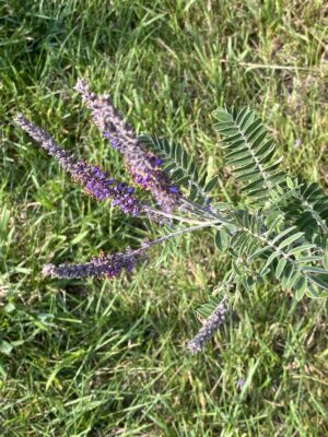 Leadplant (Amorpha canescens) - Image 4