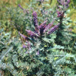 Leadplant (Amorpha canescens)