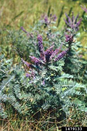 Leadplant (Amorpha canescens)
