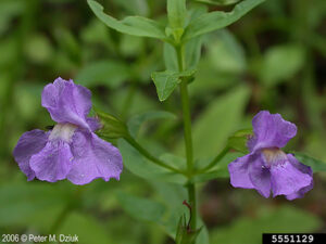 Monkey Flower (Mimulus ringens) - Image 3