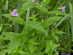 Monkey Flower (Mimulus ringens) - Image 2