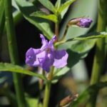 Monkey Flower (Mimulus ringens)
