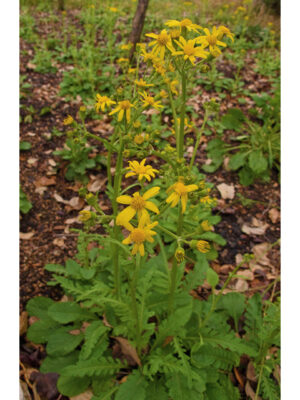 Pollinator Kit (Shade) - Image 6