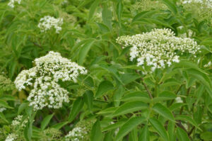 Black Elderberry (Sambucus canadensis) - Image 2