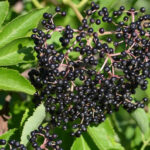 Black Elderberry (Sambucus canadensis)